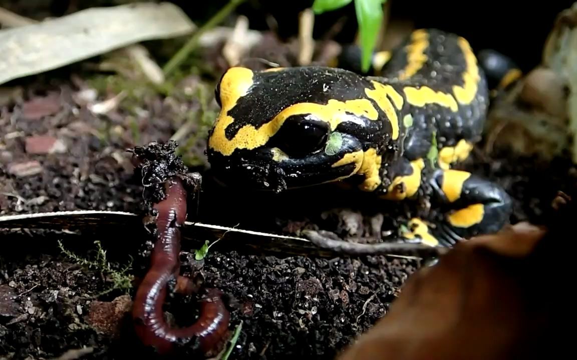 成年火蝾螈的喂食时间