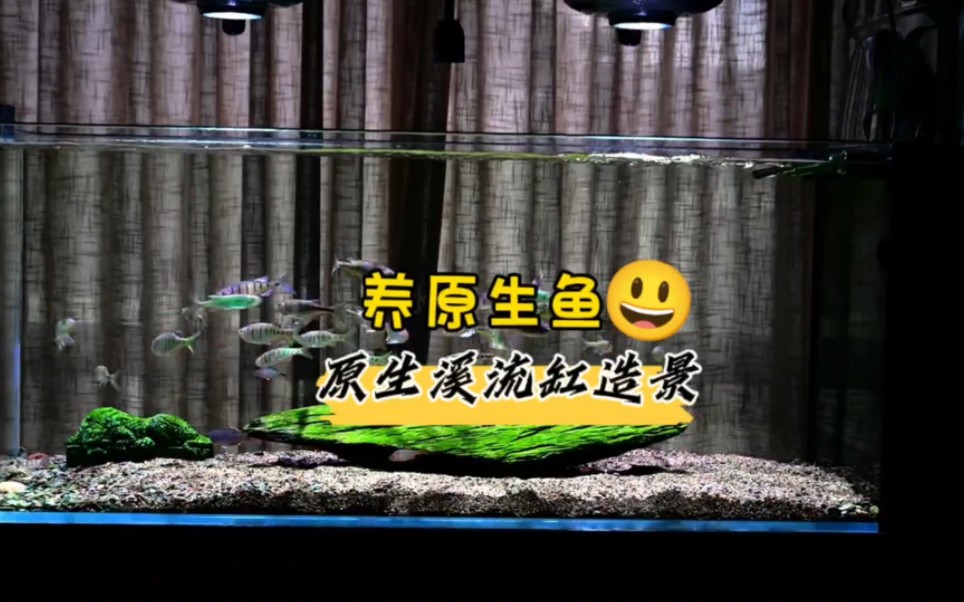 养原生鱼 原生溪流缸造景