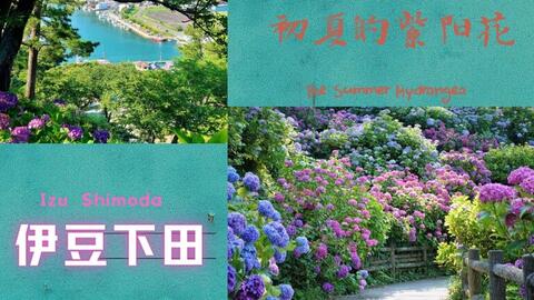 日本最美绣球花伊豆下田绣球花 哔哩哔哩 Bilibili