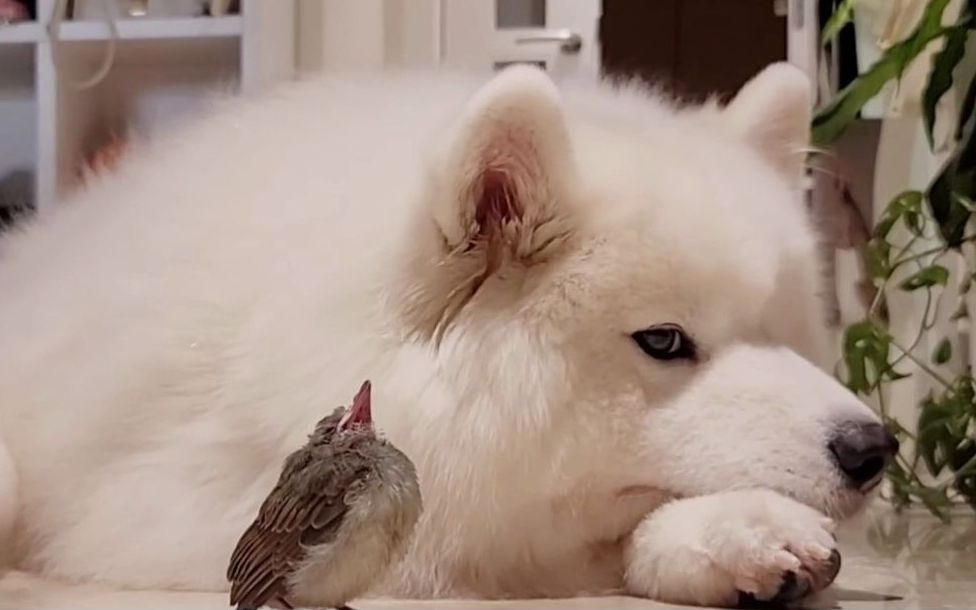 跟小可爱做朋友好折磨,想吃不能吃的心情让小白好无奈_哔哩哔哩_bili