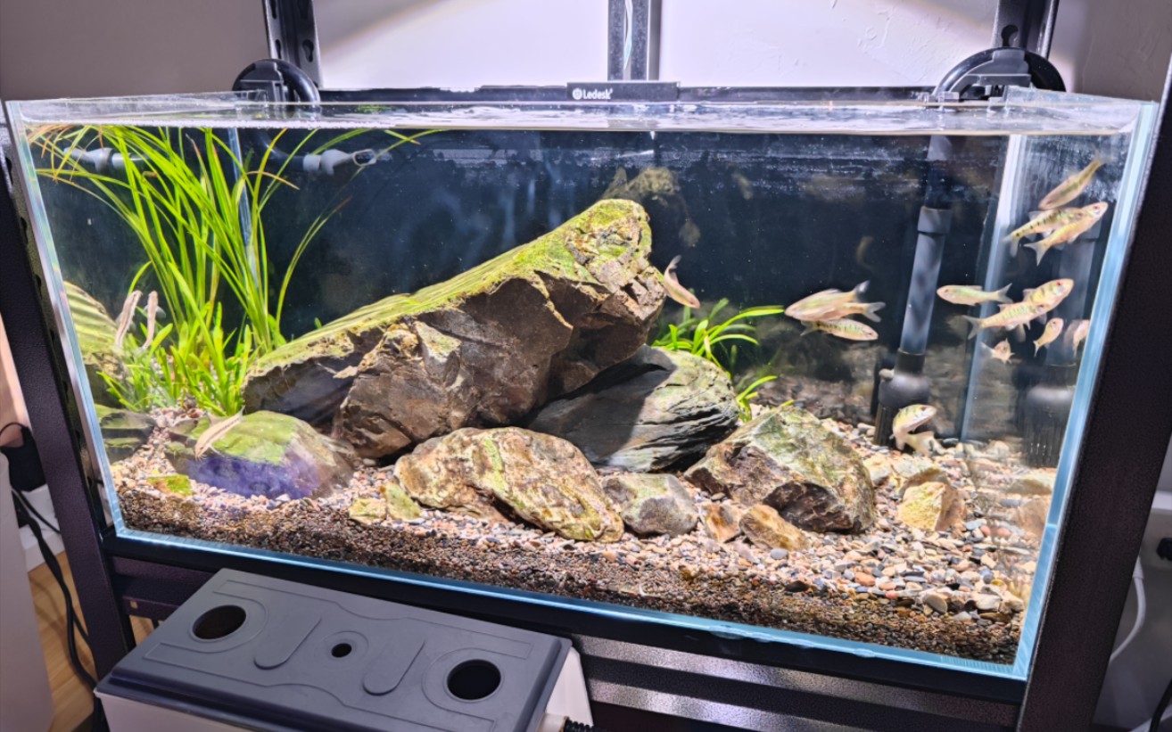 运行半个月的溪流缸,爆藻了