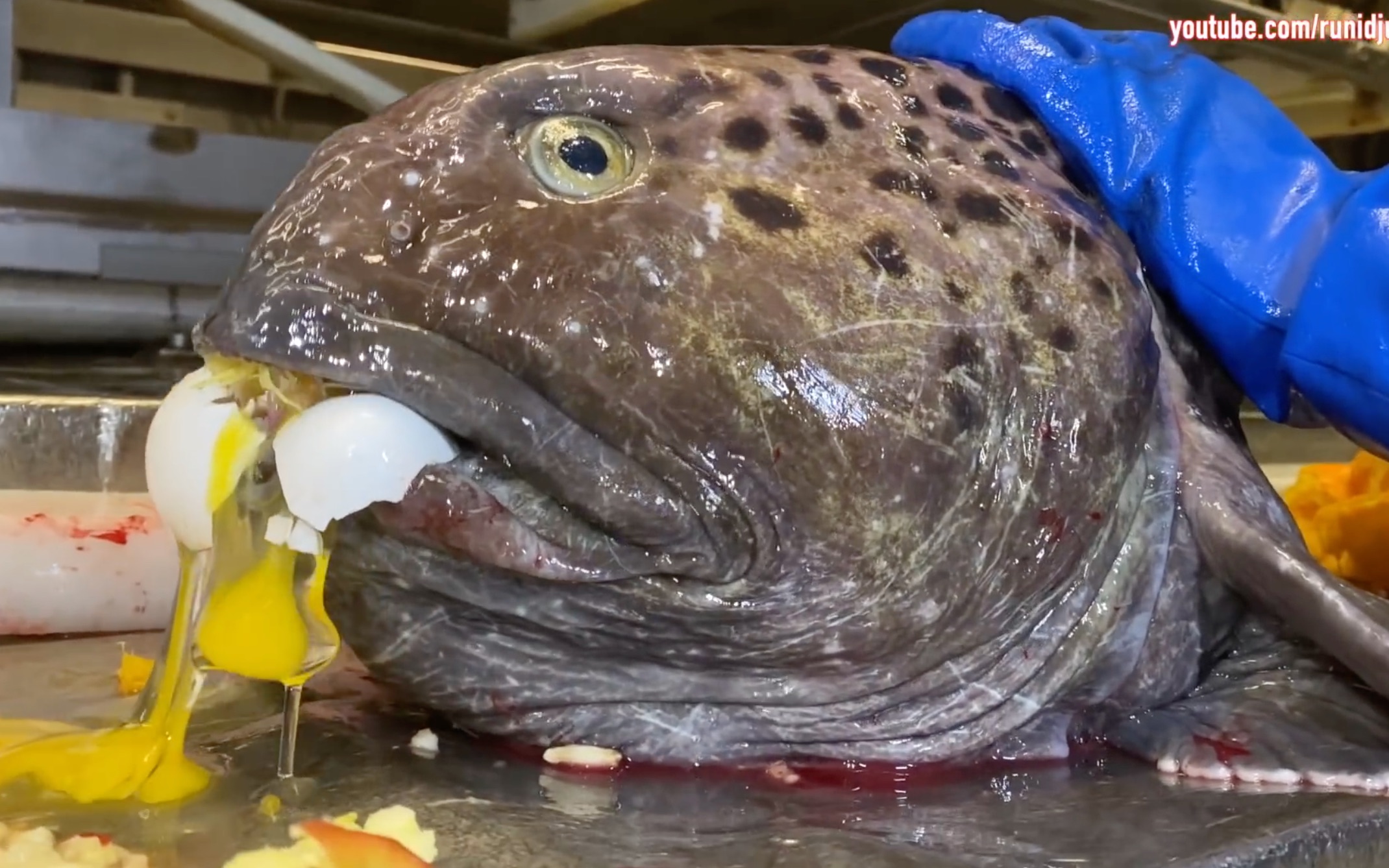 狼鳚头专治各种不服