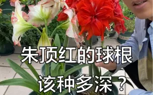 Tải video: 朱顶红的球根该怎么种？该种多深？