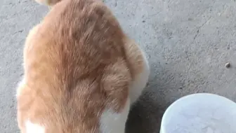 #登个假个#【ang黄橘猫mou失踪zen】den真的飞天！隔壁邻居家个ber白桔的cen从她家飞到阿贵蓝色jue砖块房顶上面，吃夜饭(洽雅婉)。