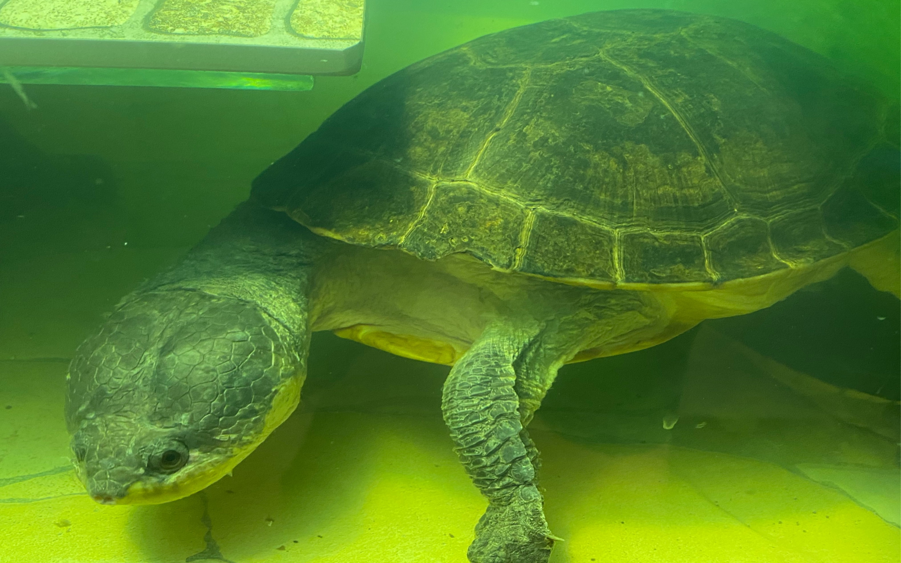 mesoclemmys nasuta 圭亚那蟾头