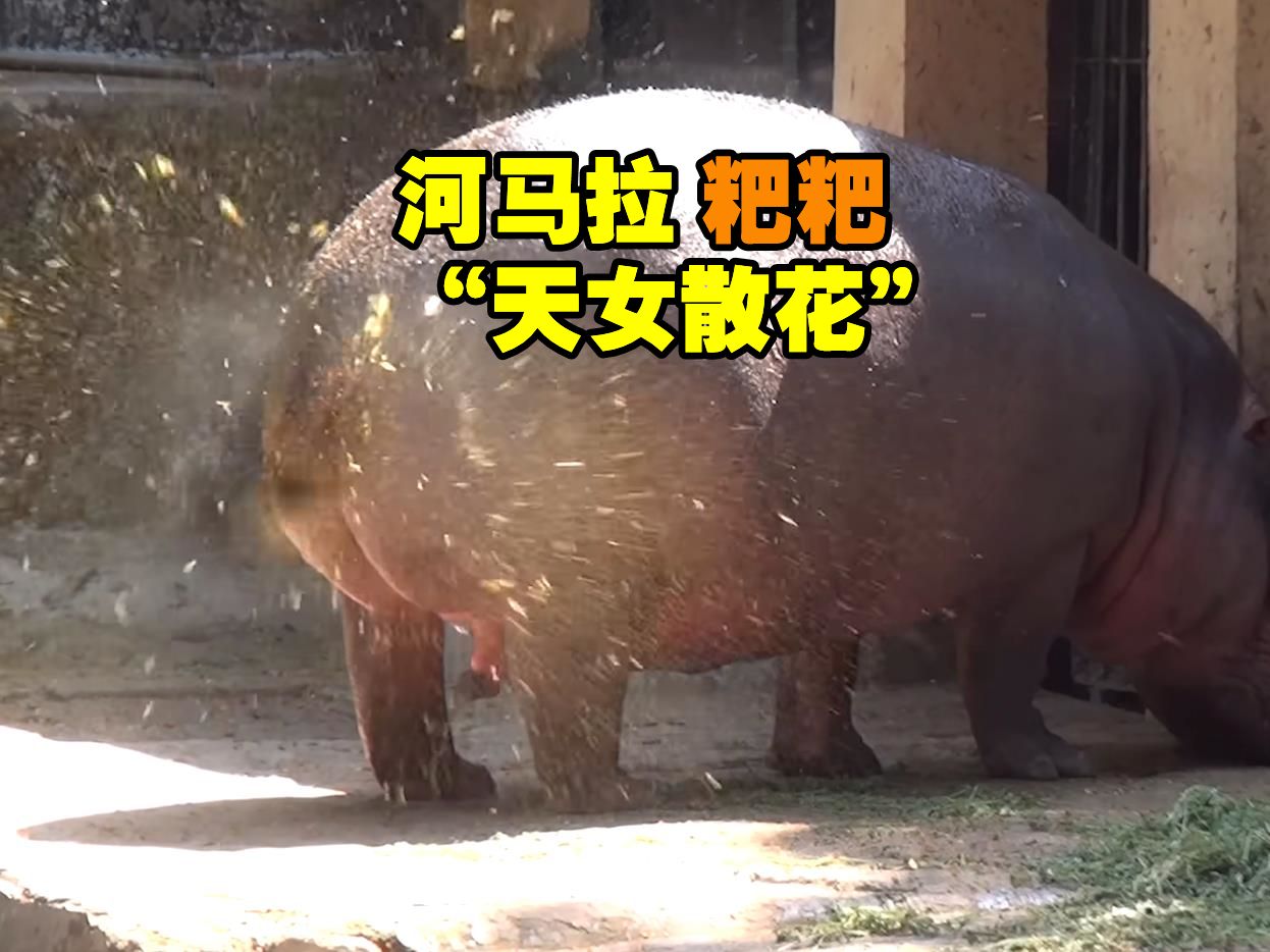 河马拉粑粑"天女散花"