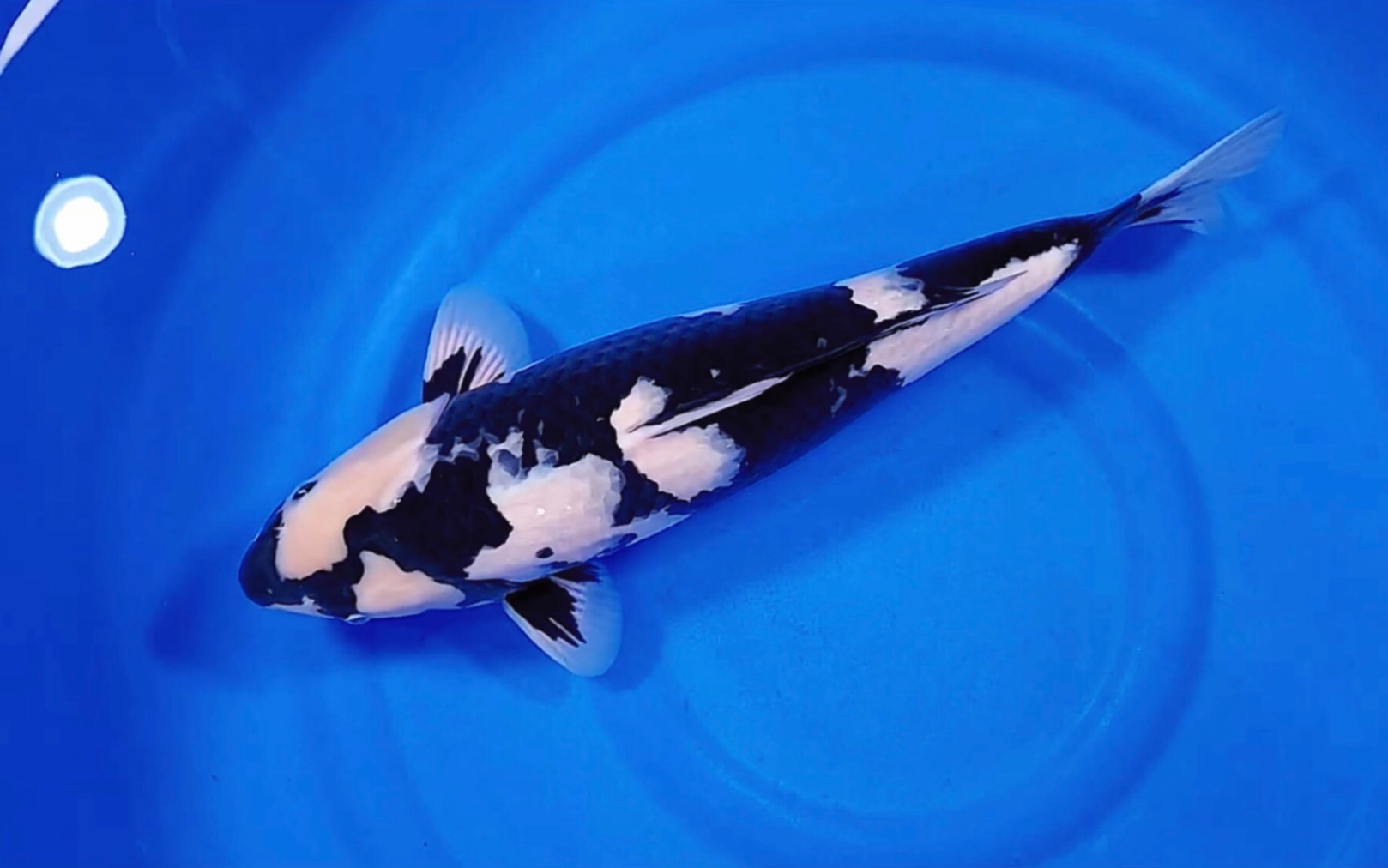 十一条面迫白写锦鲤,極上滴黑白观赏鱼.福气锦鲤,你会选哪条?