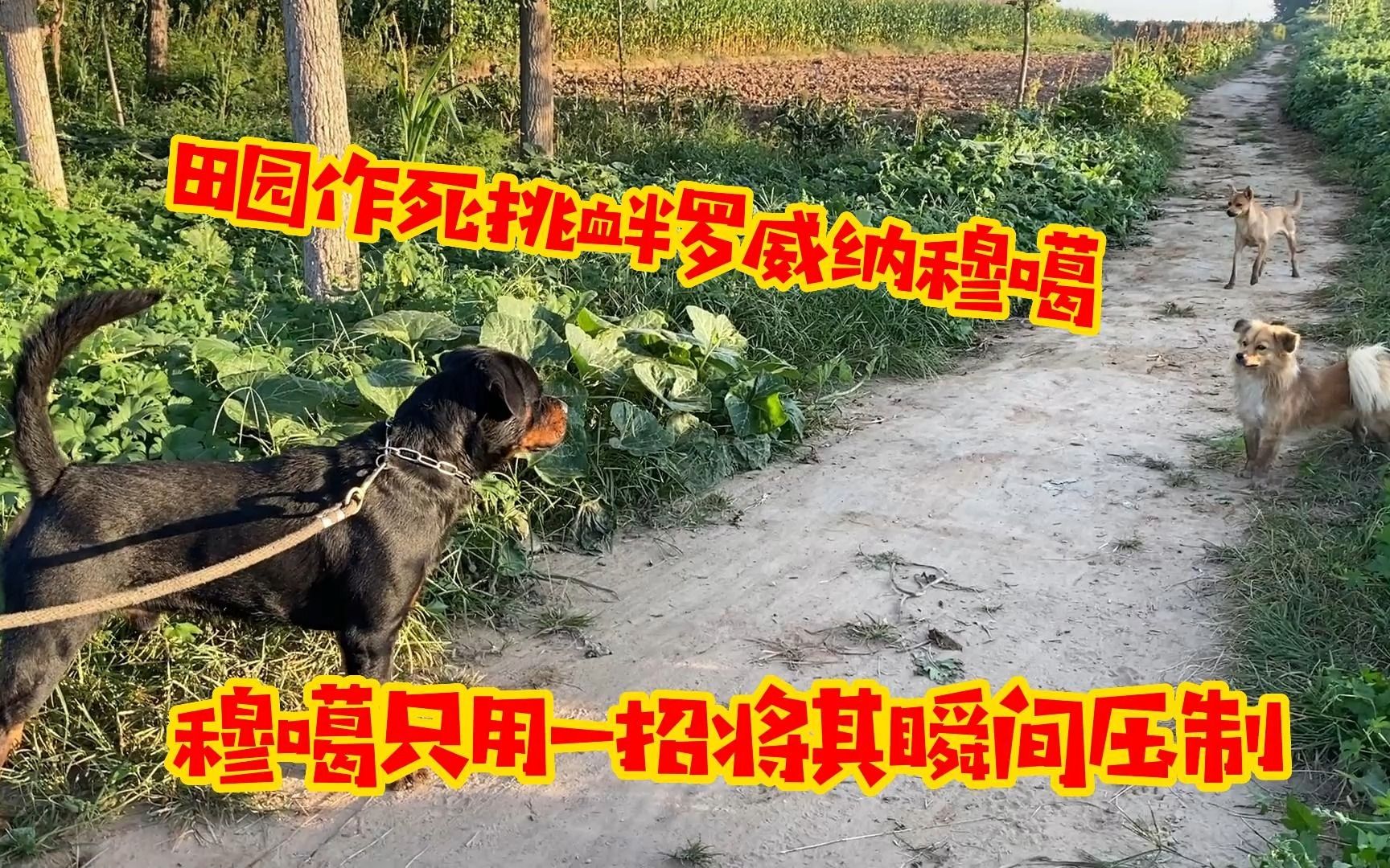 防暴犬罗威纳出笼被土狗挑衅,下一秒对方吓得屁滚尿流,气势碾压哔哩哔哩bilibili