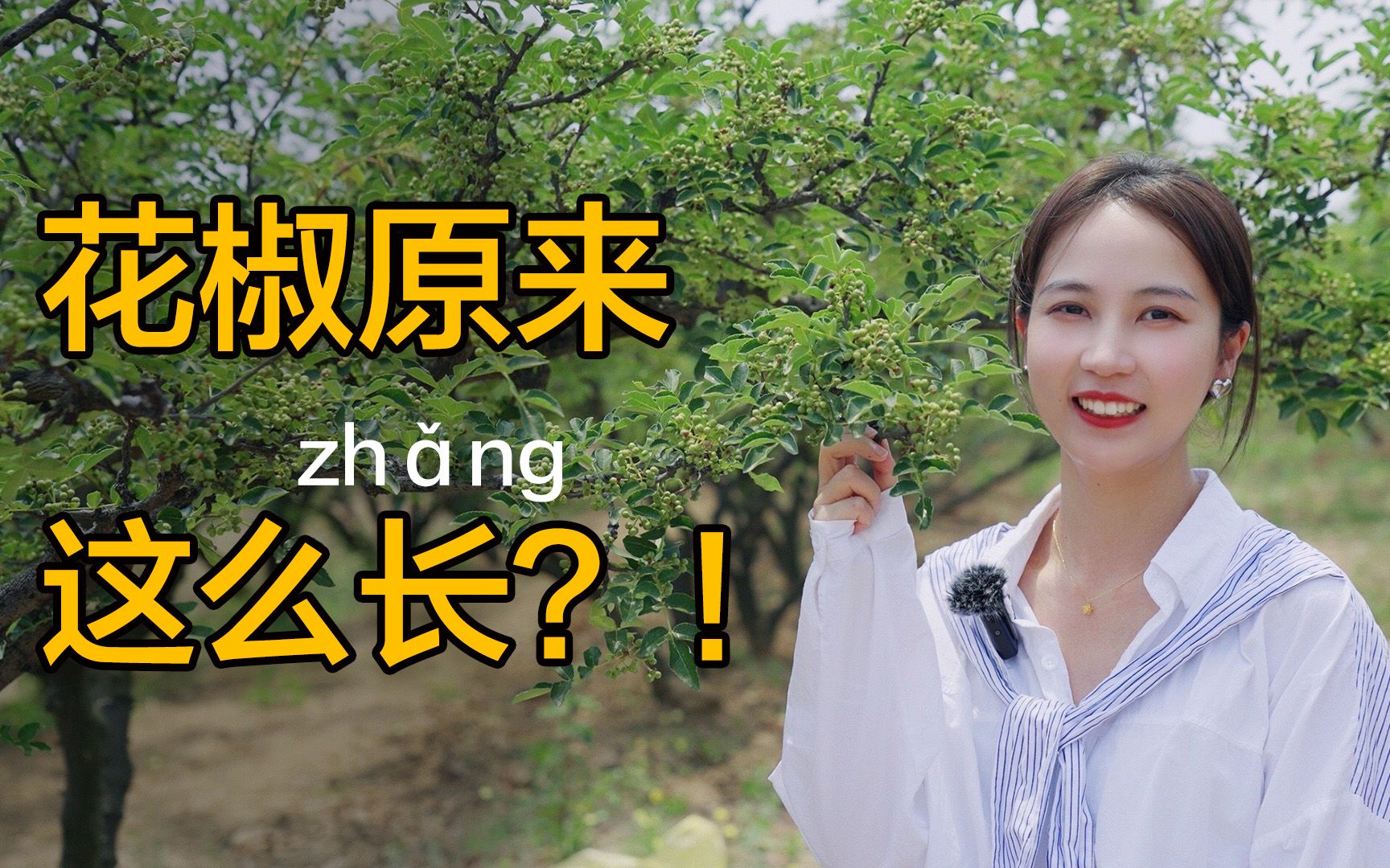 第一次见到长在树上的花椒……哔哩哔哩bilibili