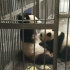 【国宝】熊猫吃奶奶