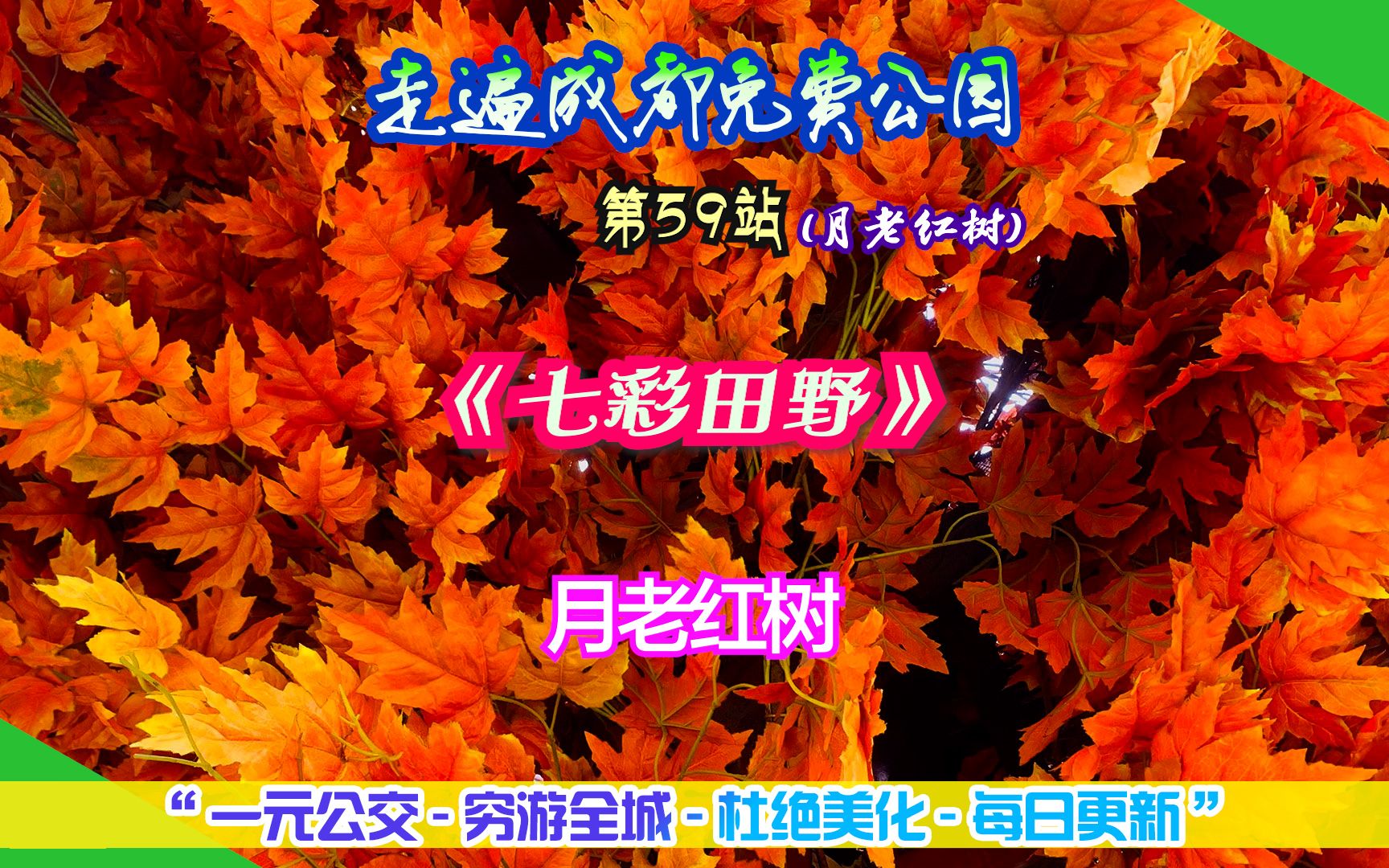 走遍成都免费公园第59站:七彩田野之月老红树,有缘千里树下会哔哩哔哩bilibili