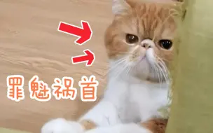 Download Video: 【加菲】奶盖版养猫劝退