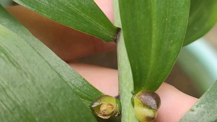 百合的珠芽(掉下来可生根)