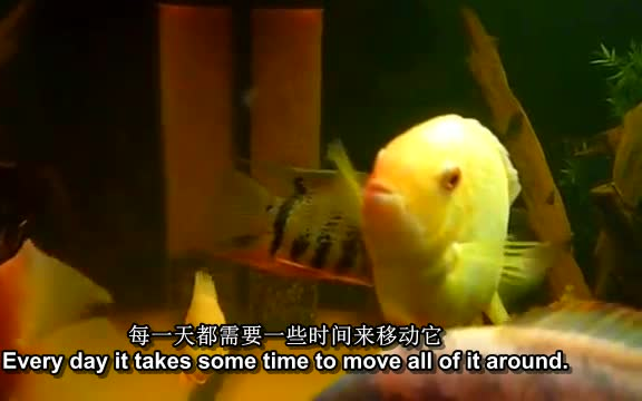 鱼缸过滤设计 气举翻滚K1填料滤材流化床悬浮生物MBBR水族箱过滤哔哩哔哩bilibili