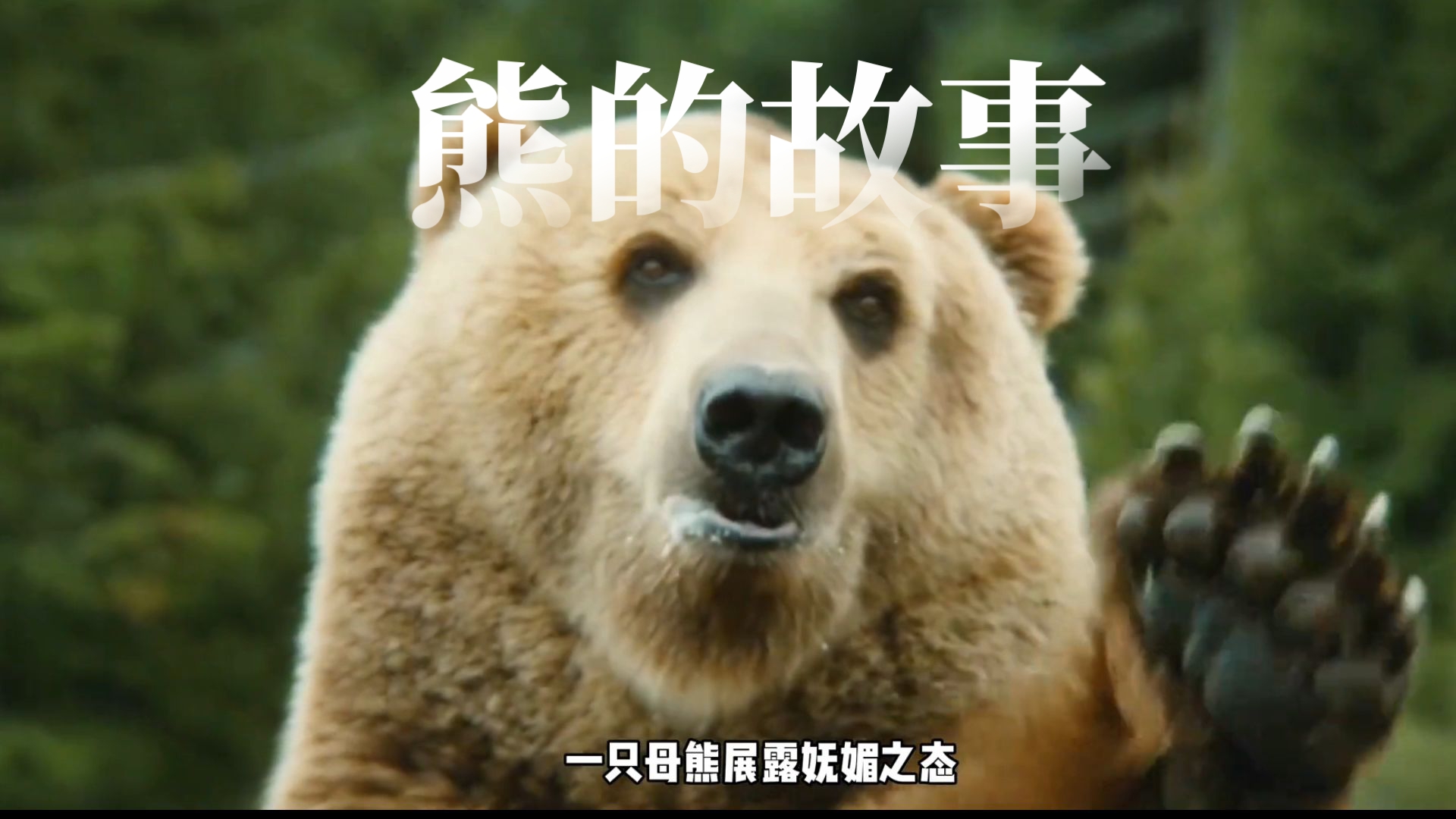 冷门治愈电影《熊的故事》小熊意外失去母亲,独自踏上成长之路