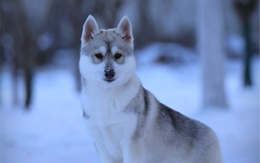 大雪中的精灵一西伯利亚哈士奇犬