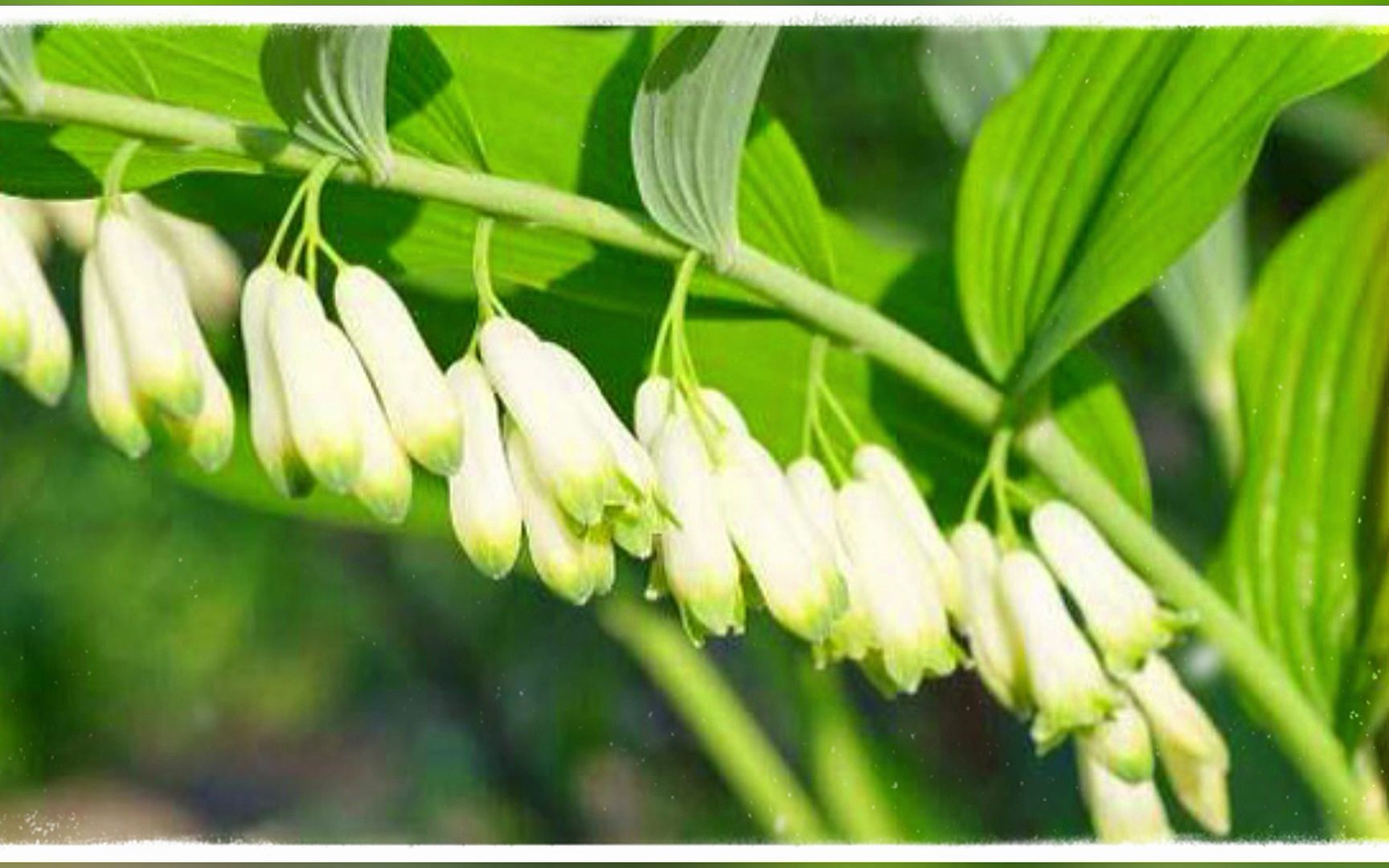 农博金草黄精种植,成为绿色种植中的新宠儿