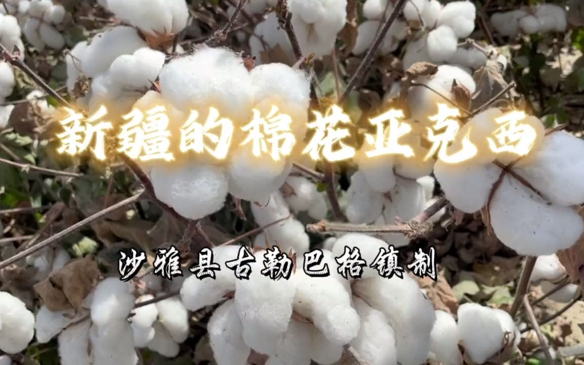 [图]新疆的棉花亚克西