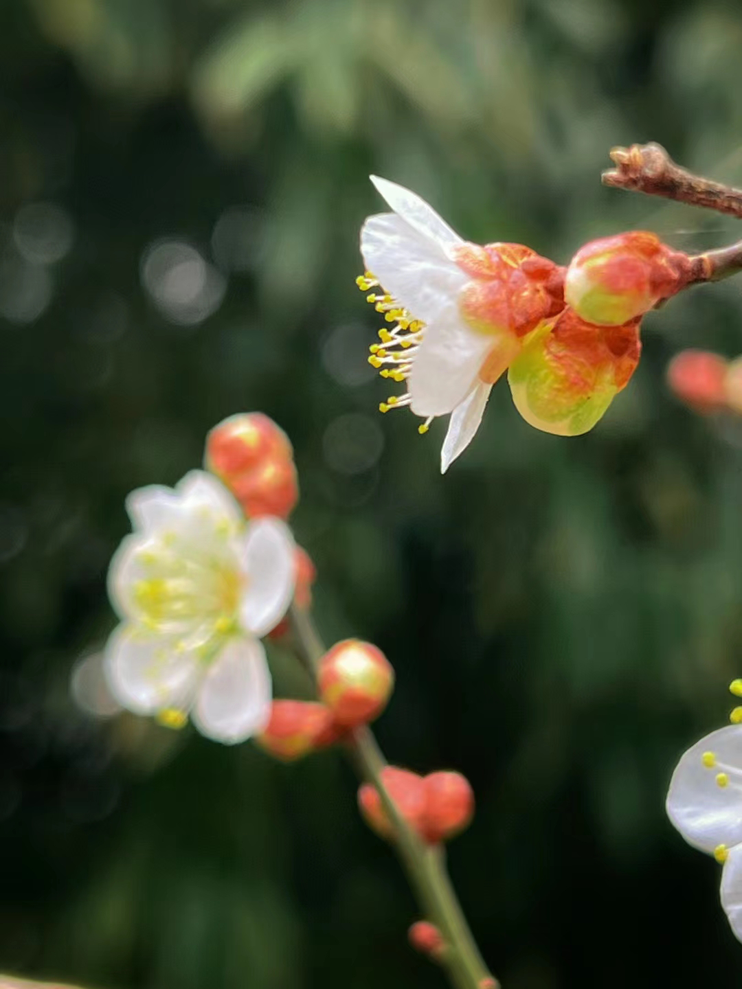 [图]黄帝内经诵读之 素问•六节藏象论篇第九（节选）