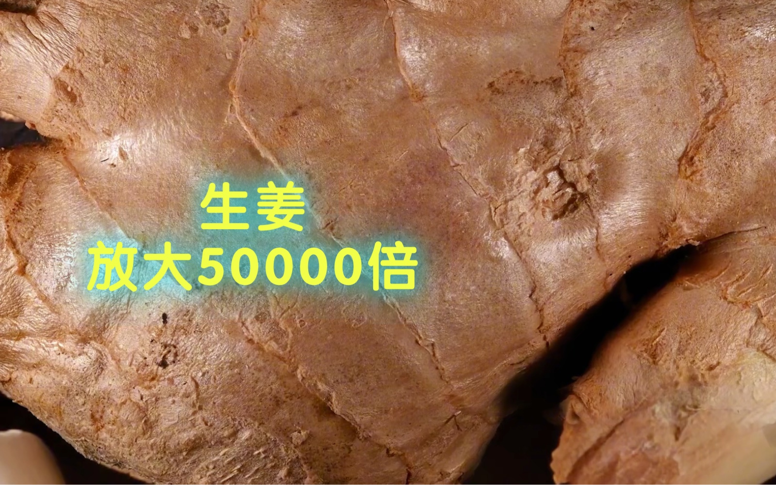 生姜,放大50000倍哔哩哔哩bilibili