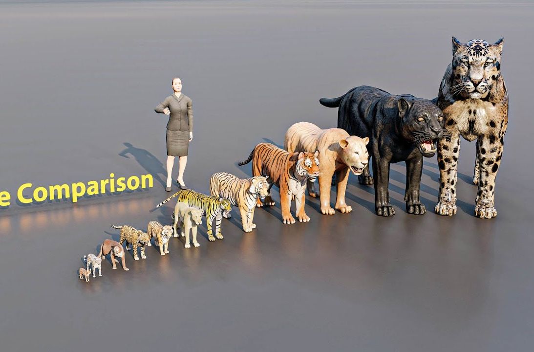 【超级比一比】猫从最小到最大的尺寸比较尺寸比较3D动画#动物-乖乖大哥哥-1-默认收藏夹-哔哩哔哩视频