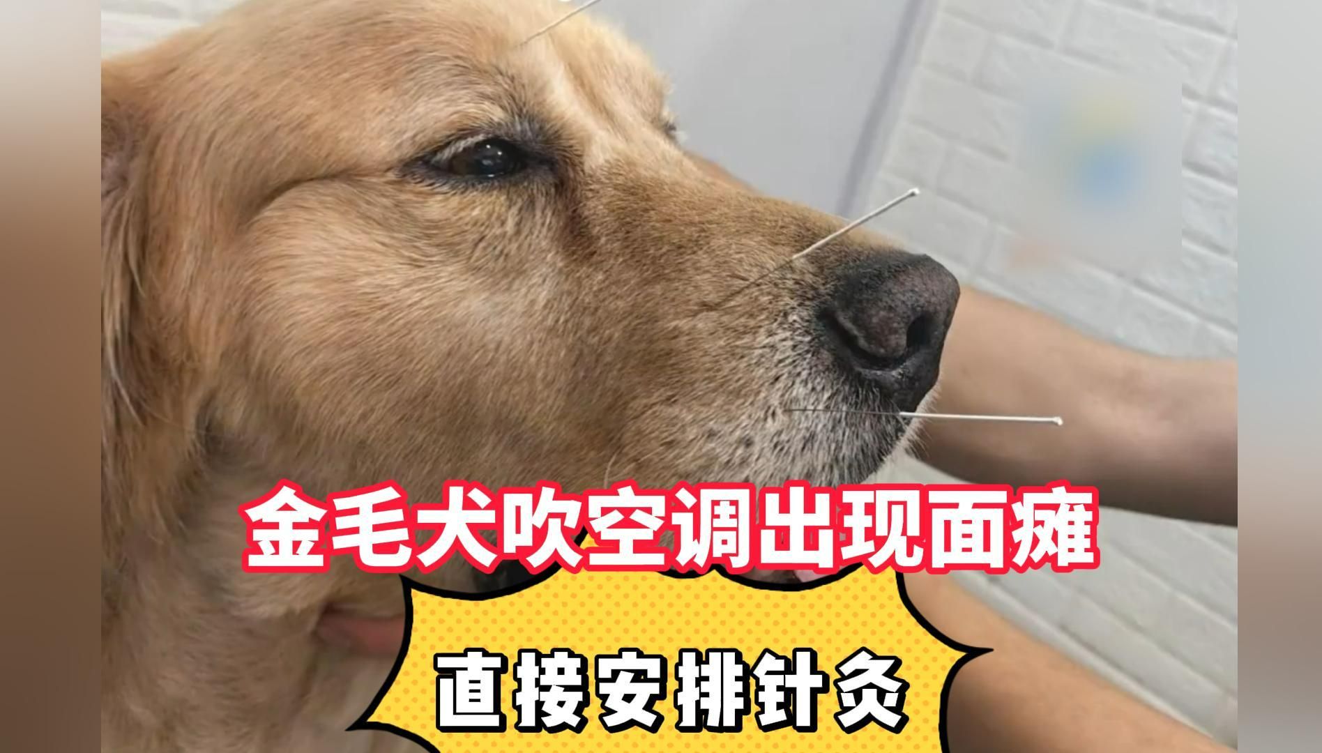 “请不要给狗狗吹空调” 金毛犬吹空调出现面瘫 被送到宠物医院扎针灸哔哩哔哩bilibili