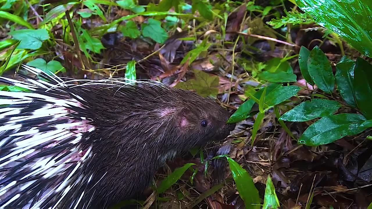 去野外抓豪猪,豪猪跑进洞里,用烟熏才跑出来,肉很鲜美刺可卖钱
