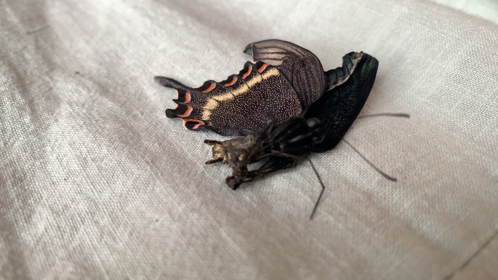 鳞翅目蝶类抱握器