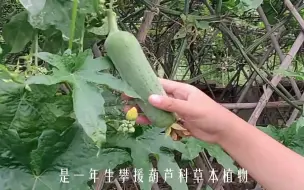 下载视频: 超简单的水瓜（丝瓜）种植和管方法，即使盆栽也能吊满整个瓜棚！