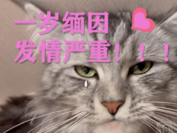 快来听听一岁缅因猫咪发情的叫声~哔哩哔哩bilibili