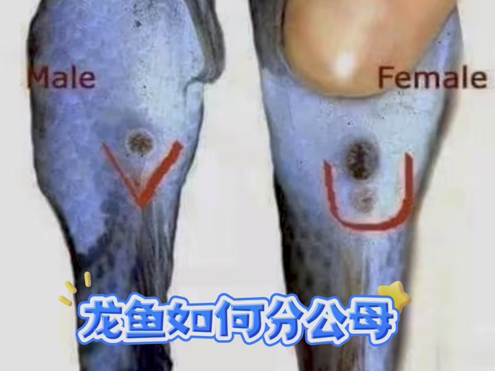 龙鱼分公母.