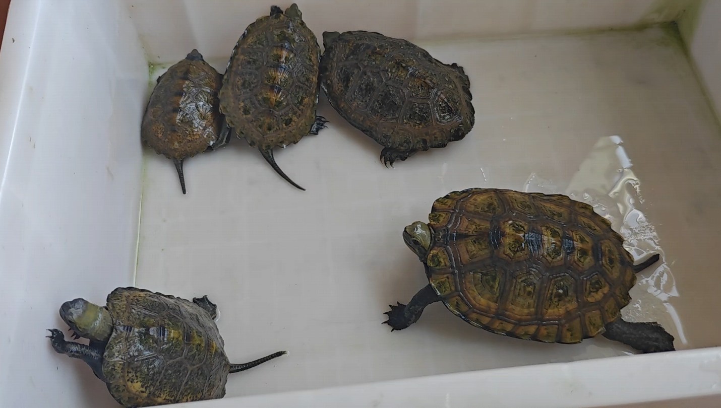 日本石龟饲养记录[9月6日量体重]