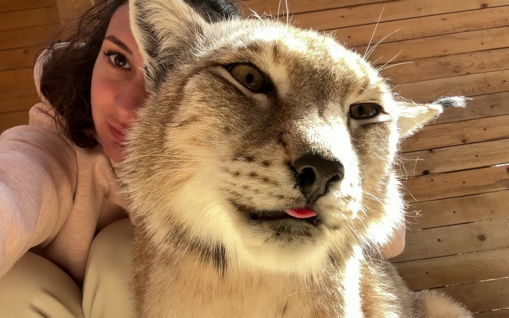 【猞猁姐姐】20230526--猞猁汉娜的毛终于变厚了 / 兹拉塔刚生完,格