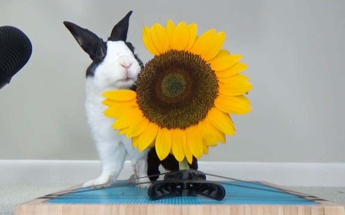 【动物吃播】兔兔pipkin吃向日葵