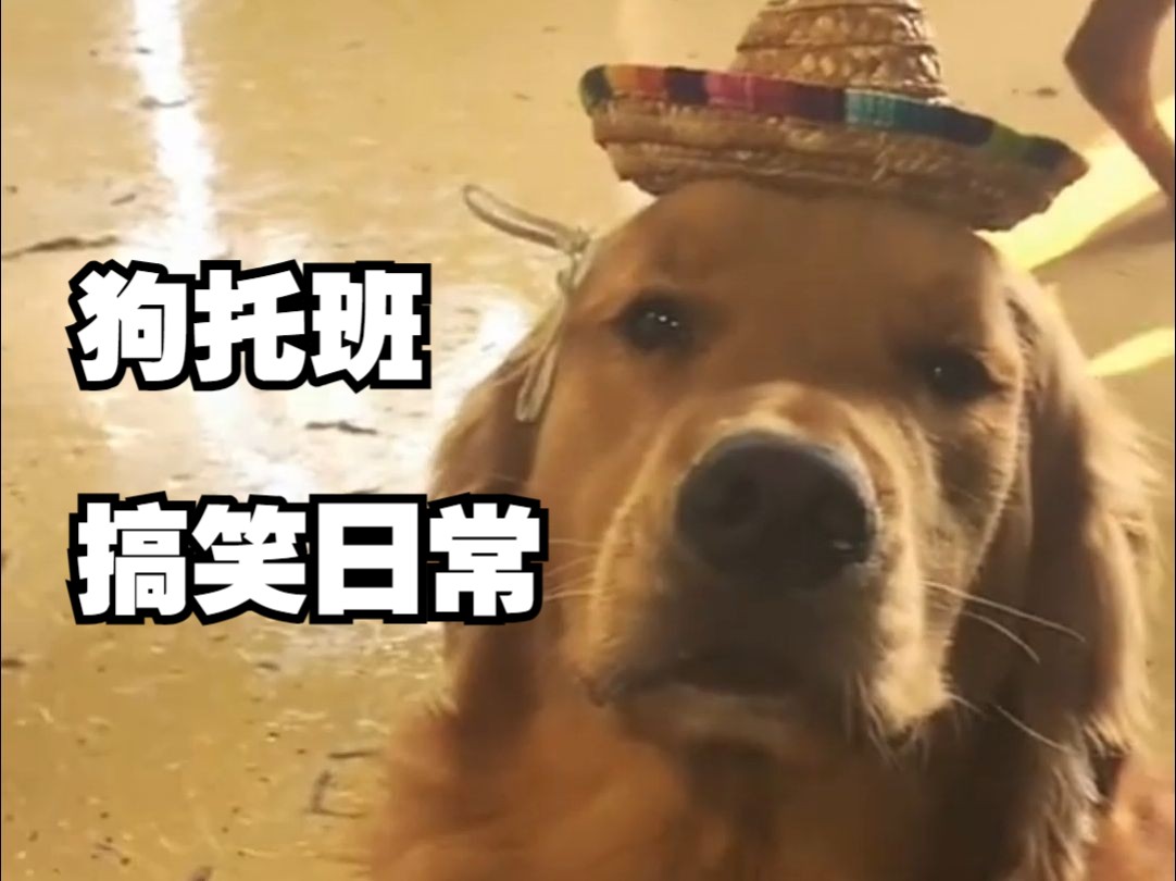 狗狗日托班的爆笑无厘头日常