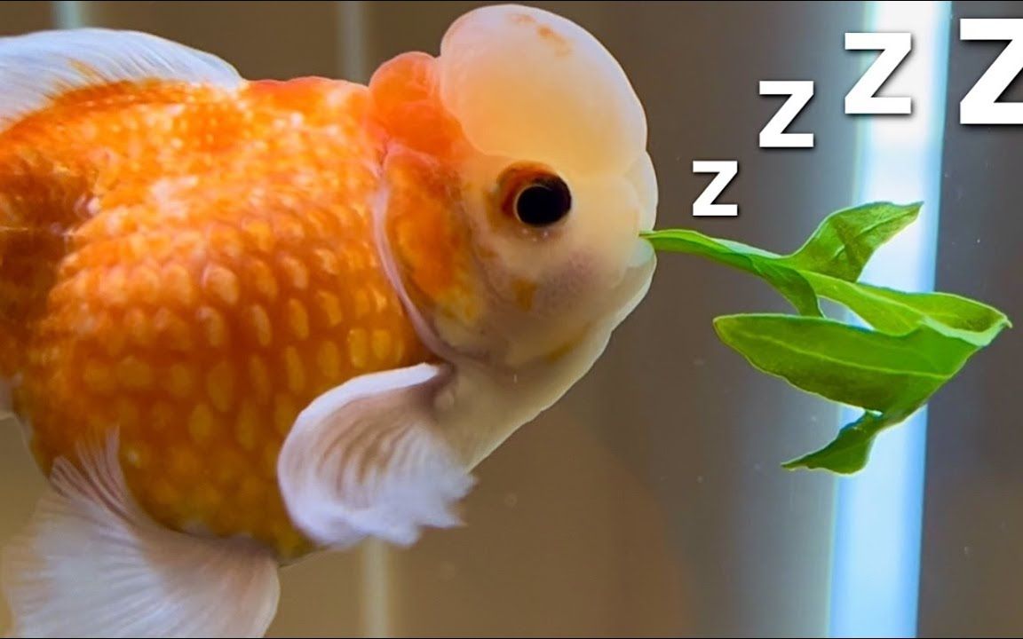 金鱼睡觉时的样子图片