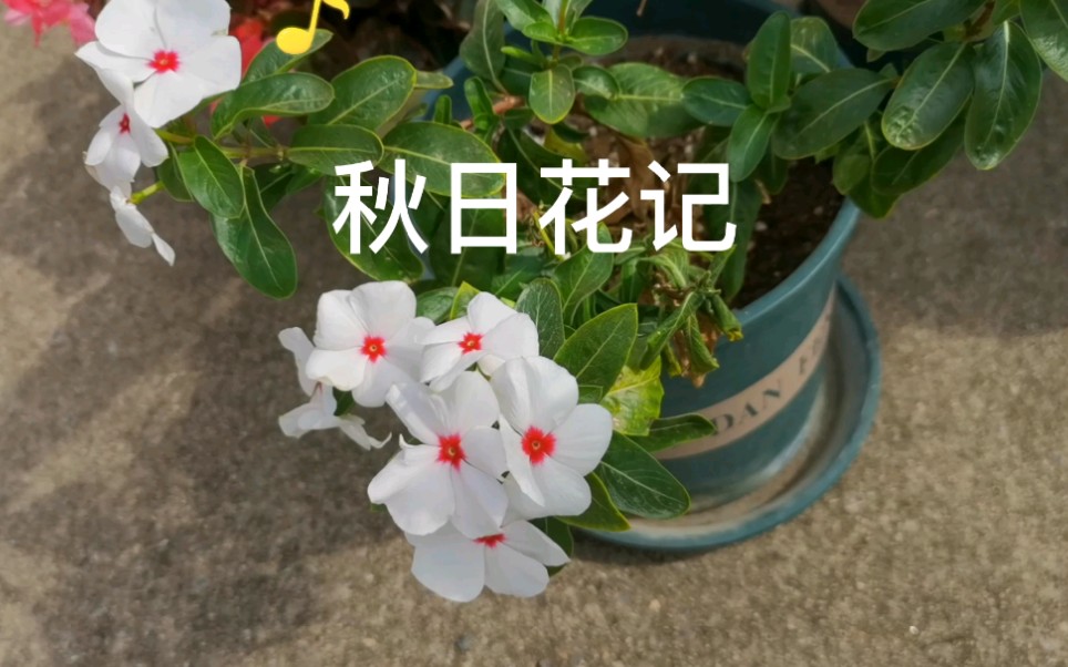 秋日花记秋季比春季更重要哔哩哔哩bilibili