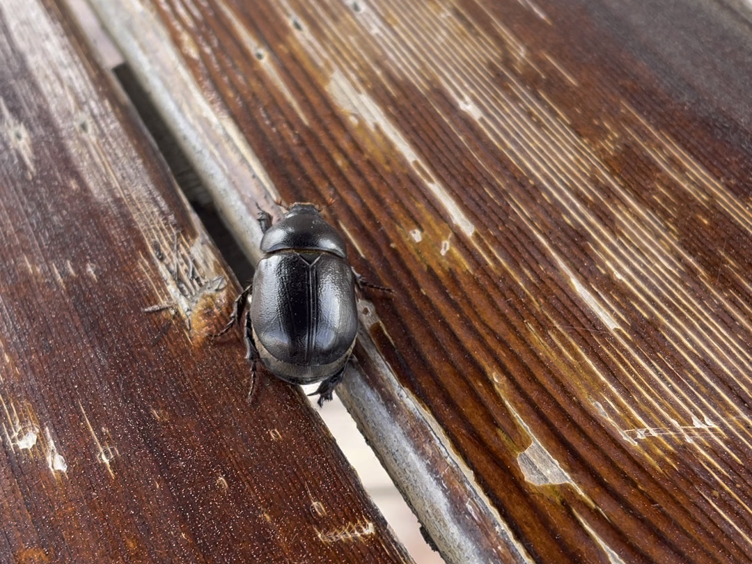 西域虫虫,禾犀金龟.