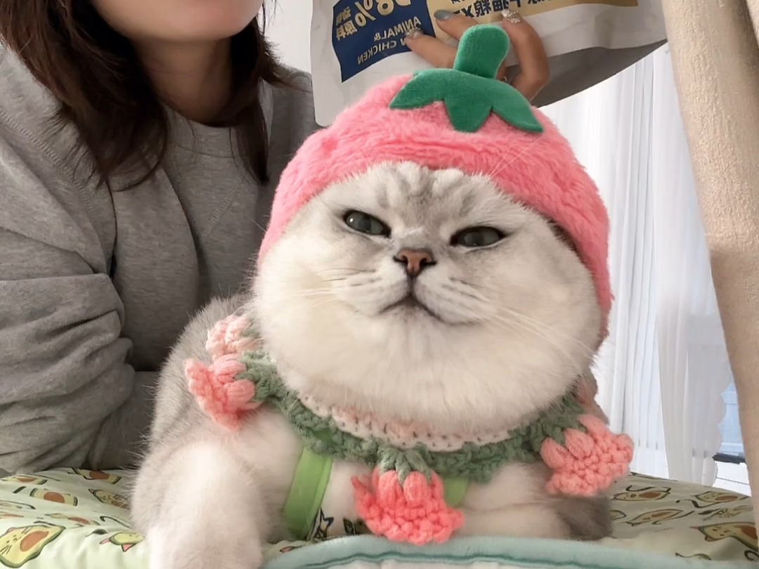 芬儿头是猫不是猪99202410061549