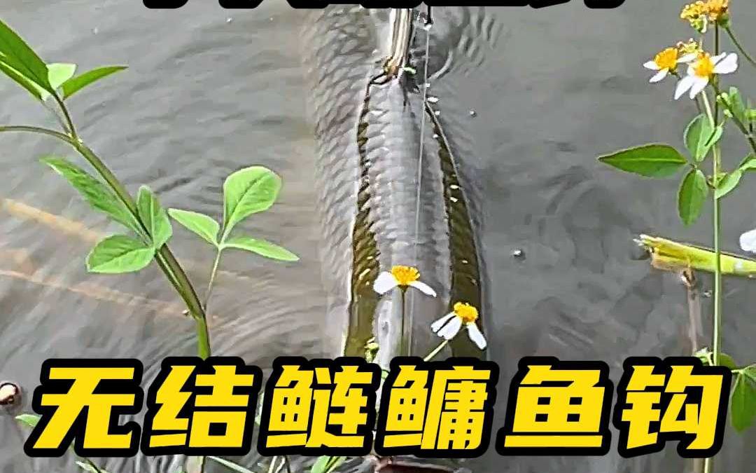 这么多年始终坚持标准线径鱼线,真的不涨号