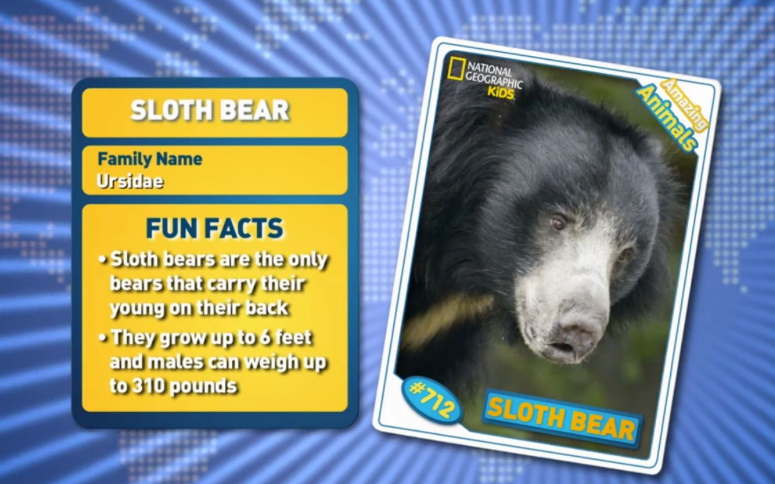 [图]Sloth Bear -Amazing Animals 神奇的动物