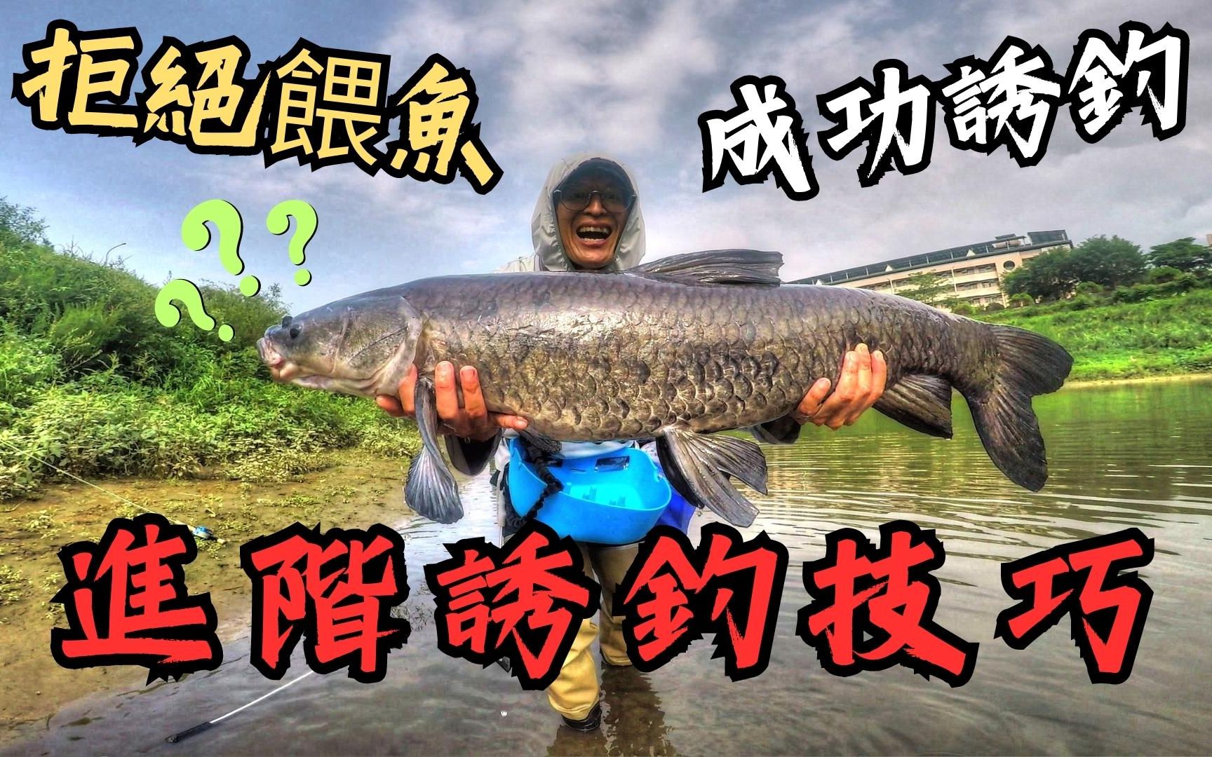 诱钓青鱼进阶技巧分享,拒绝喂鱼,成功诱钓(Maxcatch Saltpro Saltwater Fly Rod). #飞钓 #大鱼 #教学哔哩哔哩bilibili