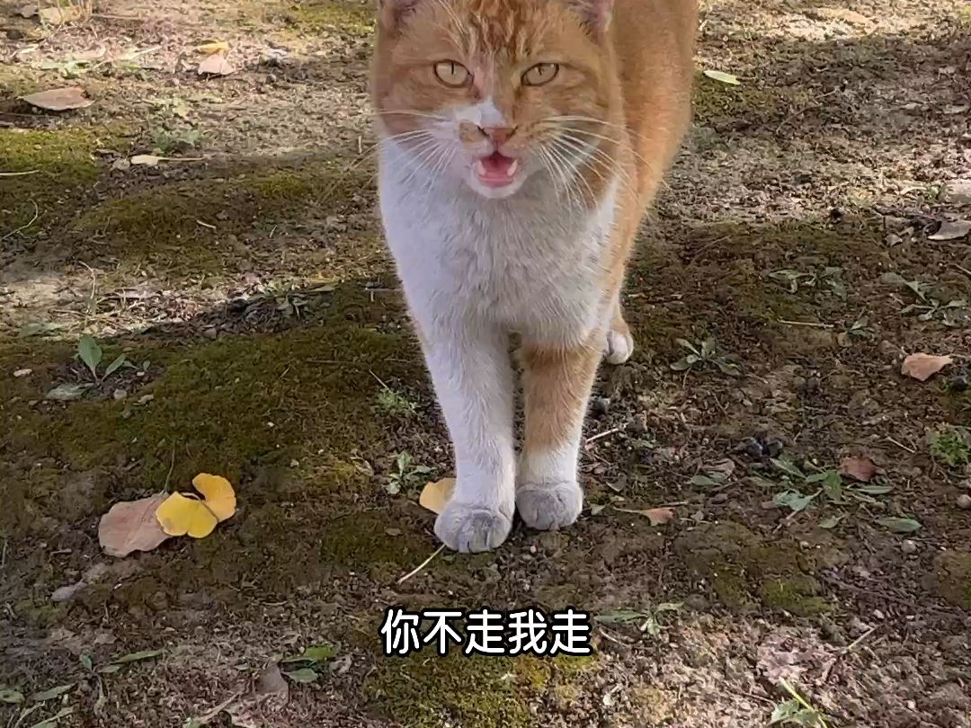 橘色雀猫! 【科大猫咪】橘猛哔哩哔哩bilibili