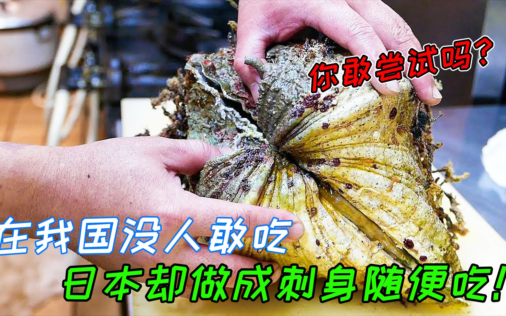 长的像蛤蜊的砗磲,在我国没人敢吃,日本却是做成刺身随便吃哔哩哔哩bilibili