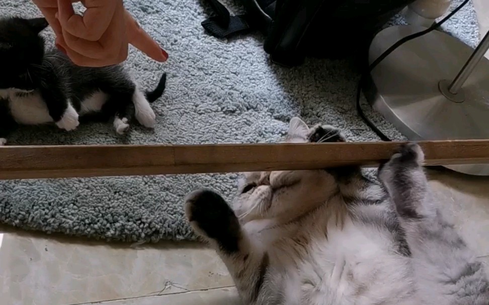 【英短 小野猫】你挠我呀?挠你咋地!