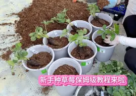 Download Video: 又到可以种草莓的季节了 新手种草莓保姆级的种植教程来啦