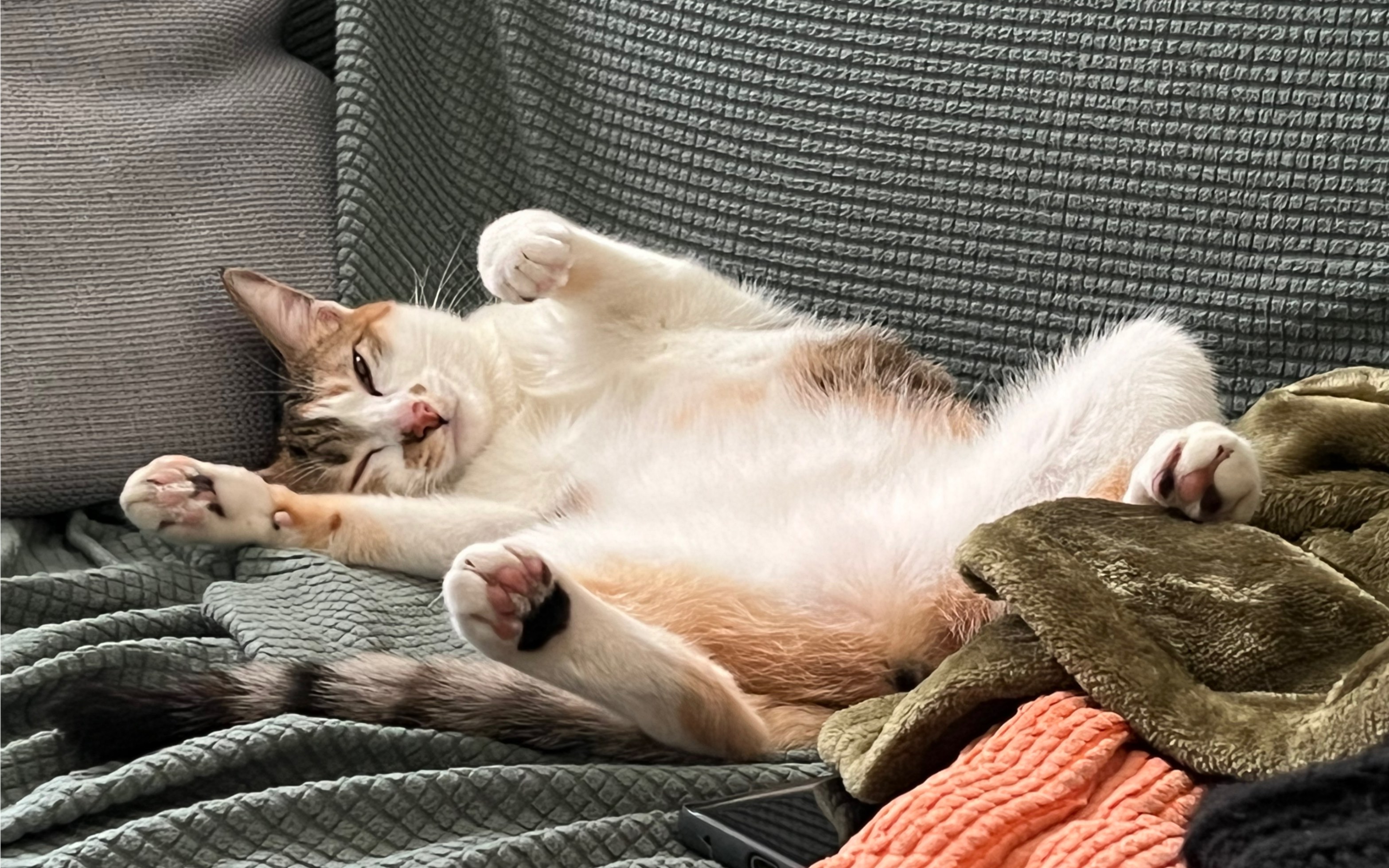 春天爱睡觉的猫咪和好看的天空_哔哩哔哩_bilibili