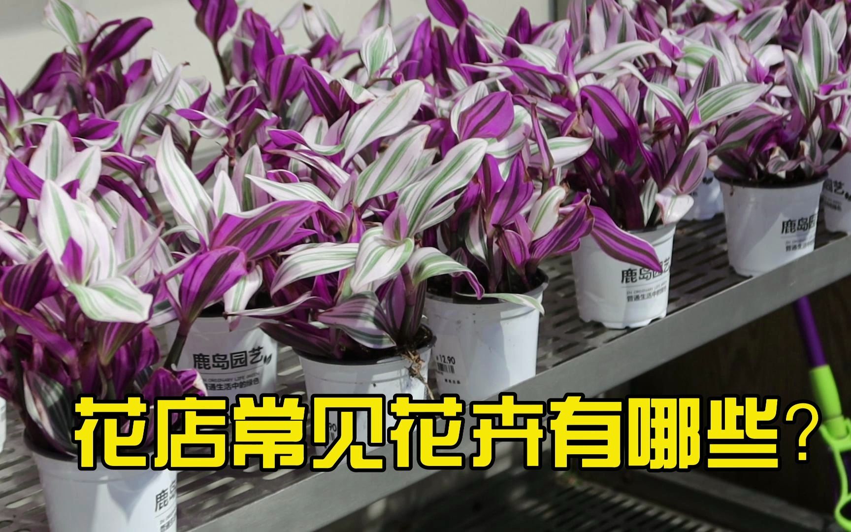 花店常见花卉有哪些?哔哩哔哩bilibili