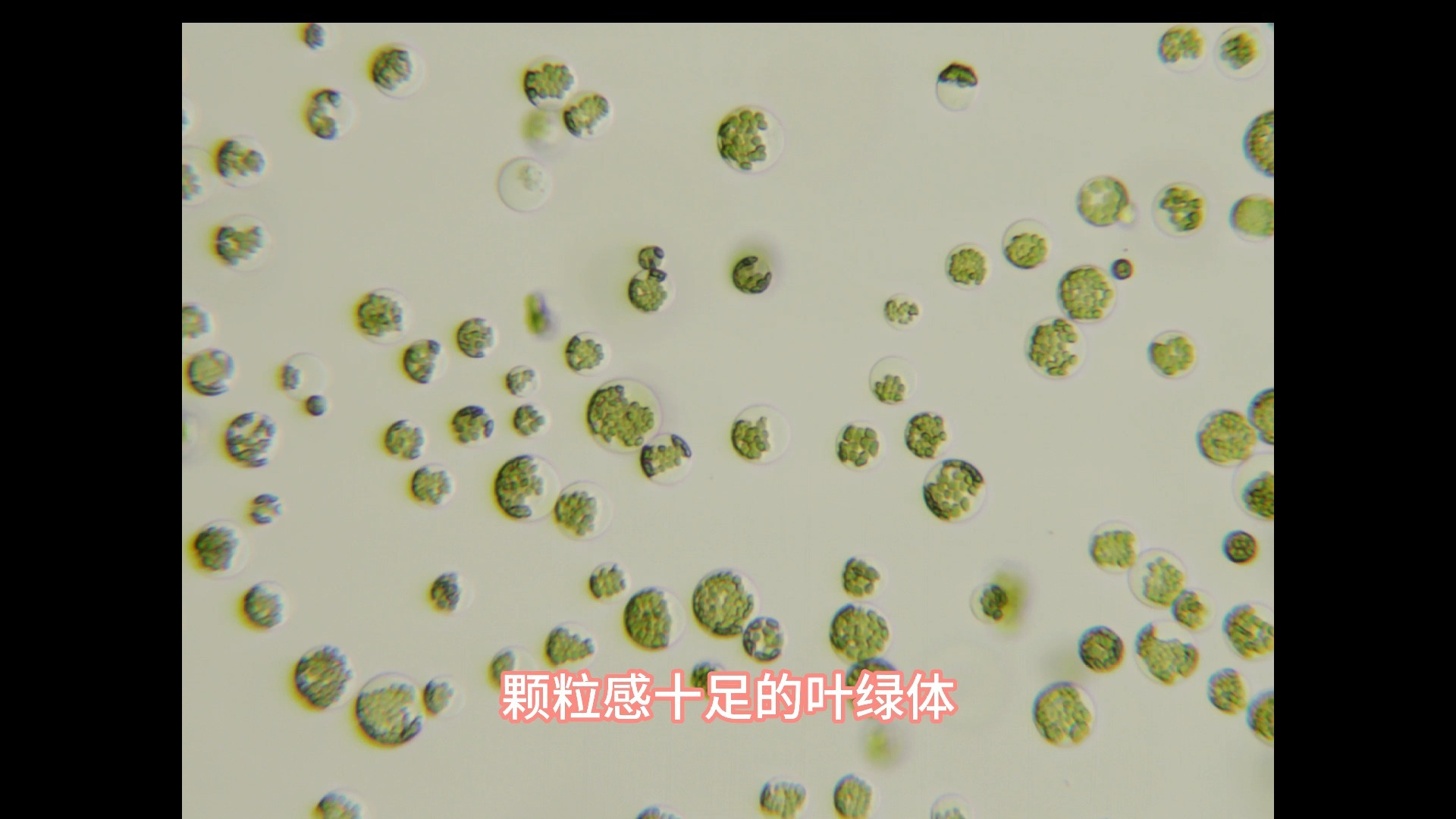 高质量原生质体制备,用微观视角带你欣赏花花草草