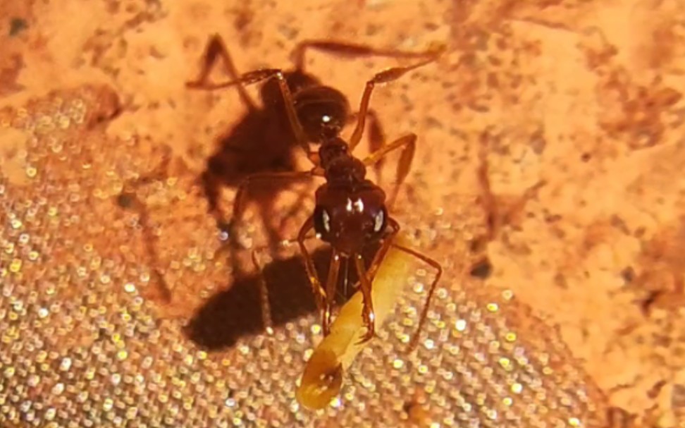 宾氏长齿蚁搓九龙虫